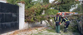 una-acacia-de-diez-metros-cae-sobre-dos-coches-en-pozuelo-por-las-fuertes-rachas-de-viento