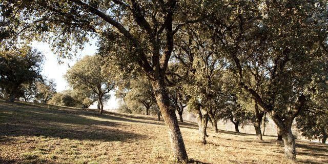 Actividades al aire libre para los vecinos de Pozuelo