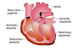 La hipertensión arterial