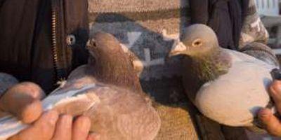 Las palomas mensajeras dejan de servir al ejército