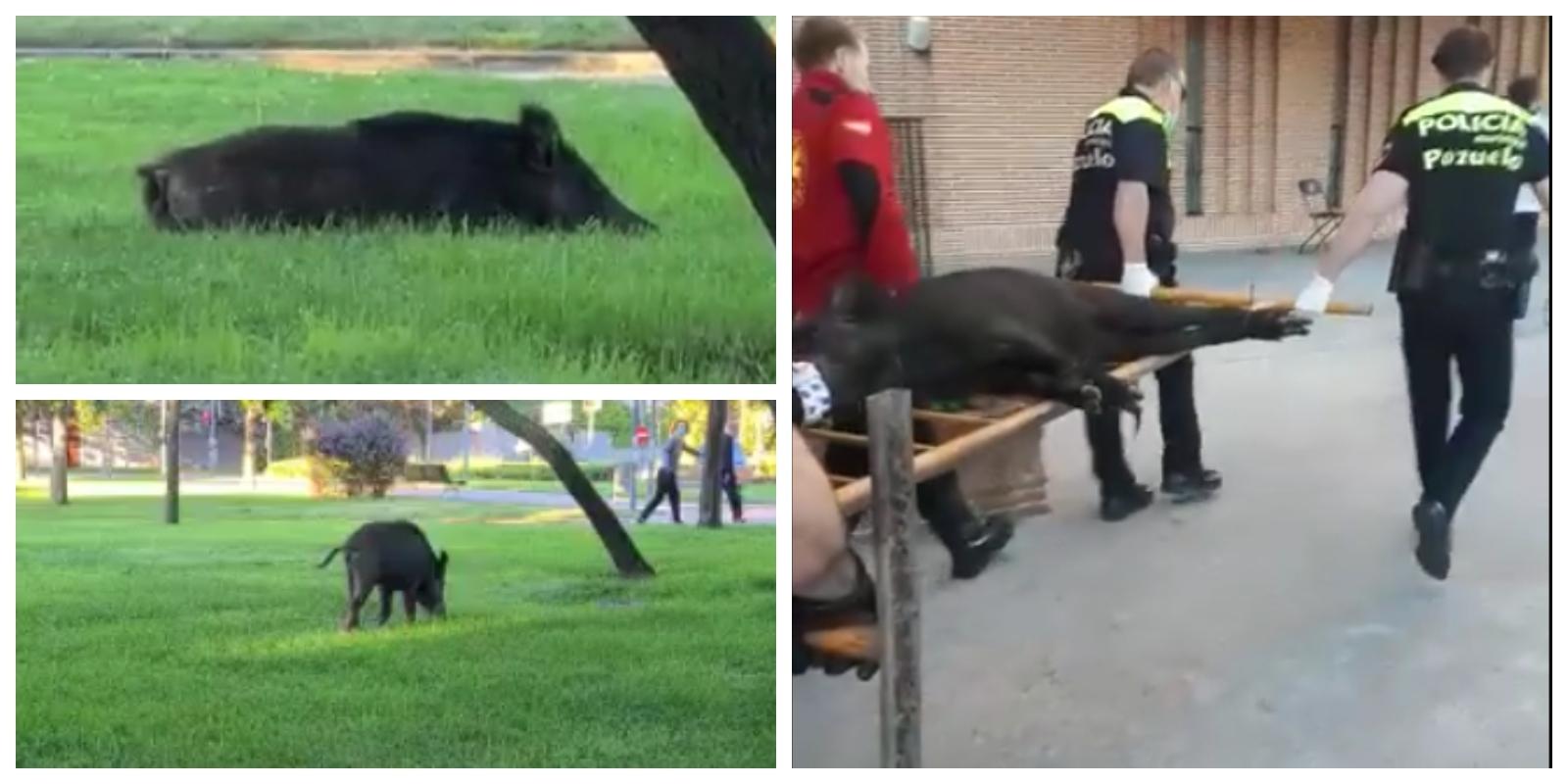 La Policía Municipal atrapa al jabalí avistado esta mañana en Pozuelo