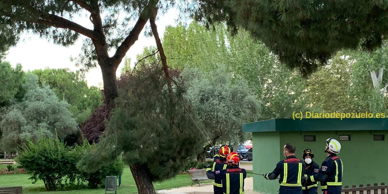 Susto por la rotura de una rama al lado de un parque infantil de Pozuelo