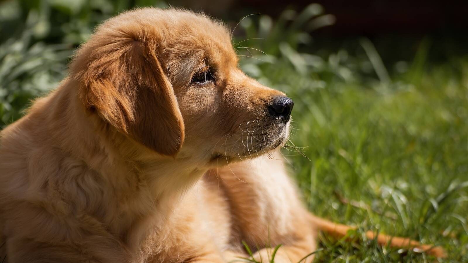 Pozuelo cuenta con un censo de 3.681 perros y 299 gatos