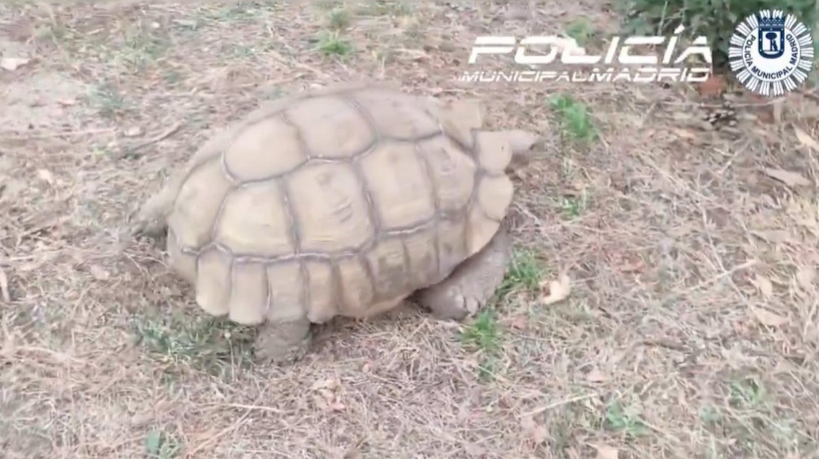 Localizada en Aravaca una tortuga africana de más de 30 kilos que escapó de una vivienda en Pozuelo