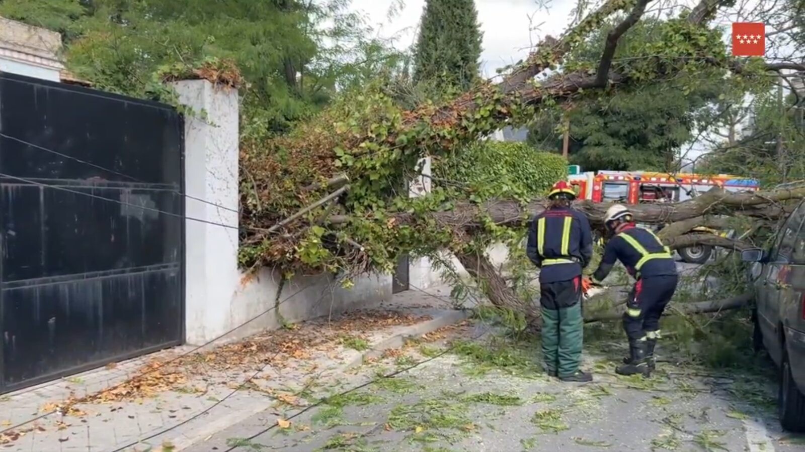 Una acacia de diez metros cae sobre dos coches en Pozuelo por las fuertes rachas de viento