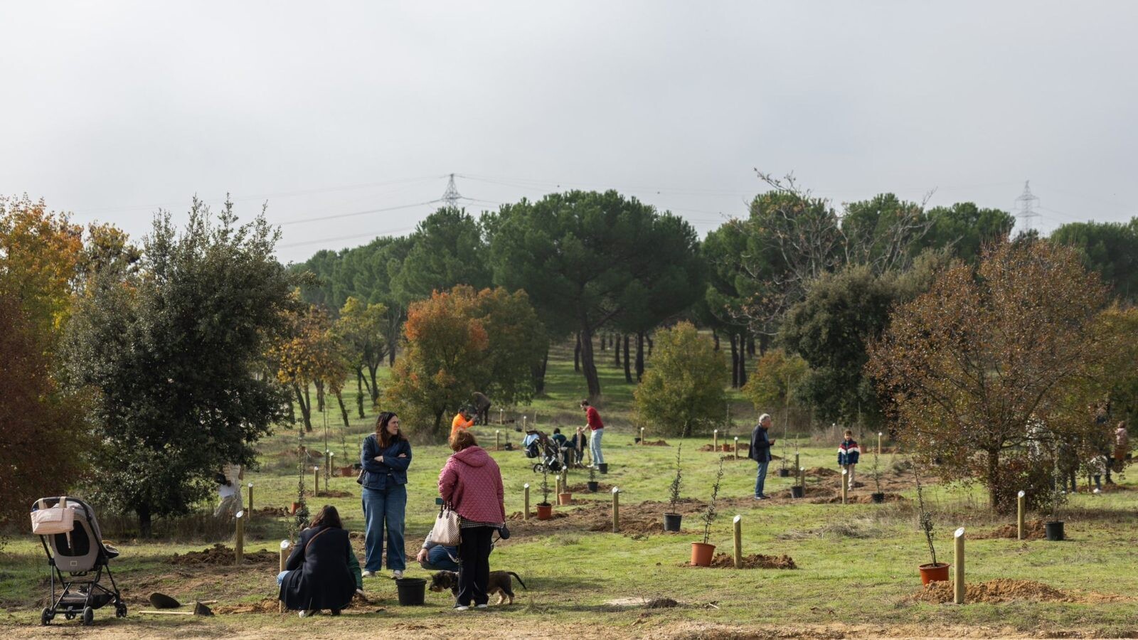 Más de 100 familias participan en la plantación “Apadrina un árbol” en Pozuelo