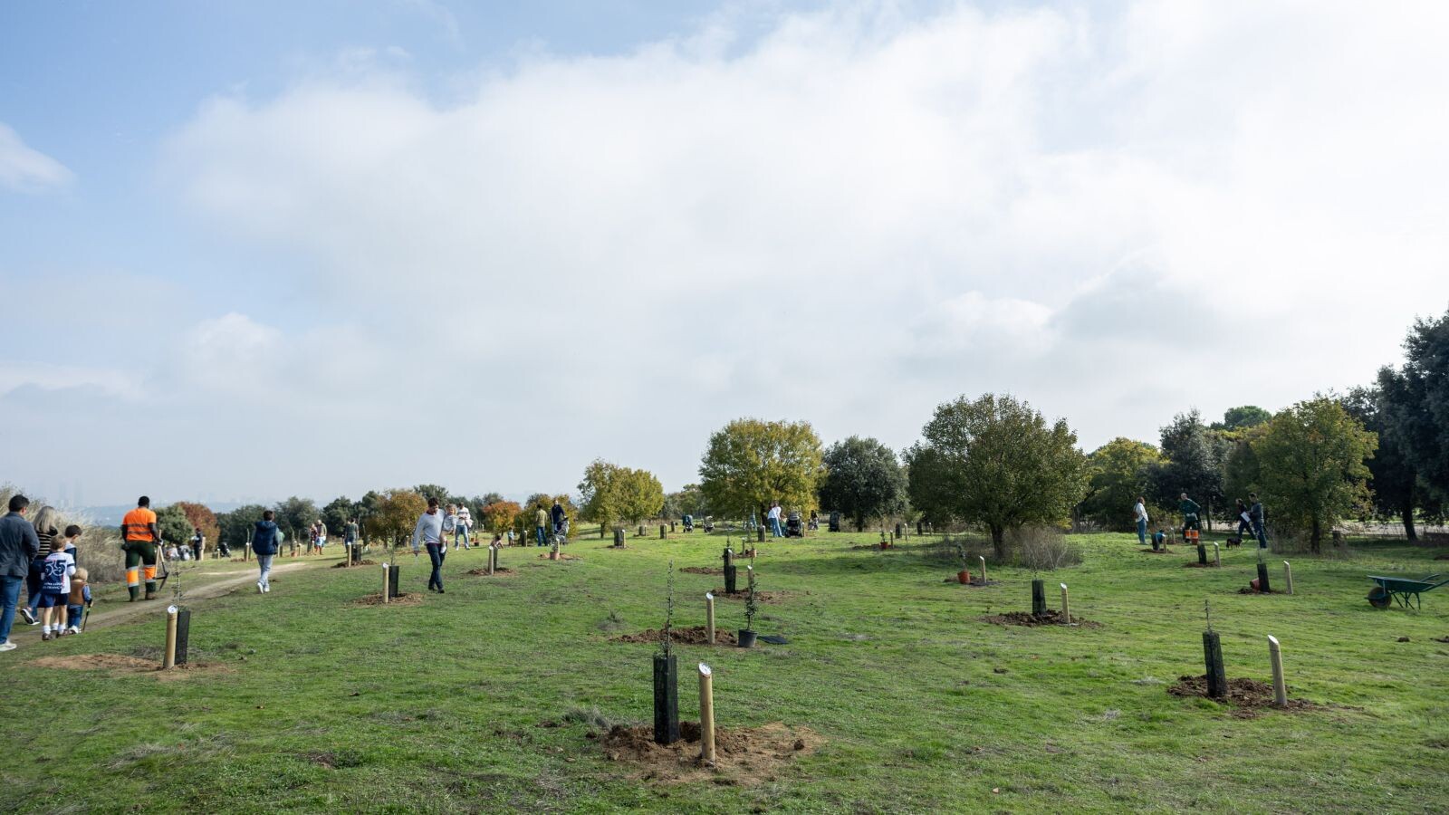 Pozuelo impulsa la plantación de árboles para recuperar alcorques vacíos y zonas verdes